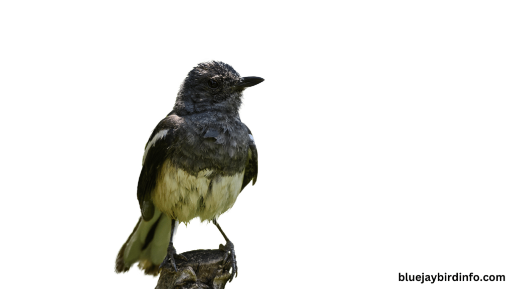 A bird that looks like a robin