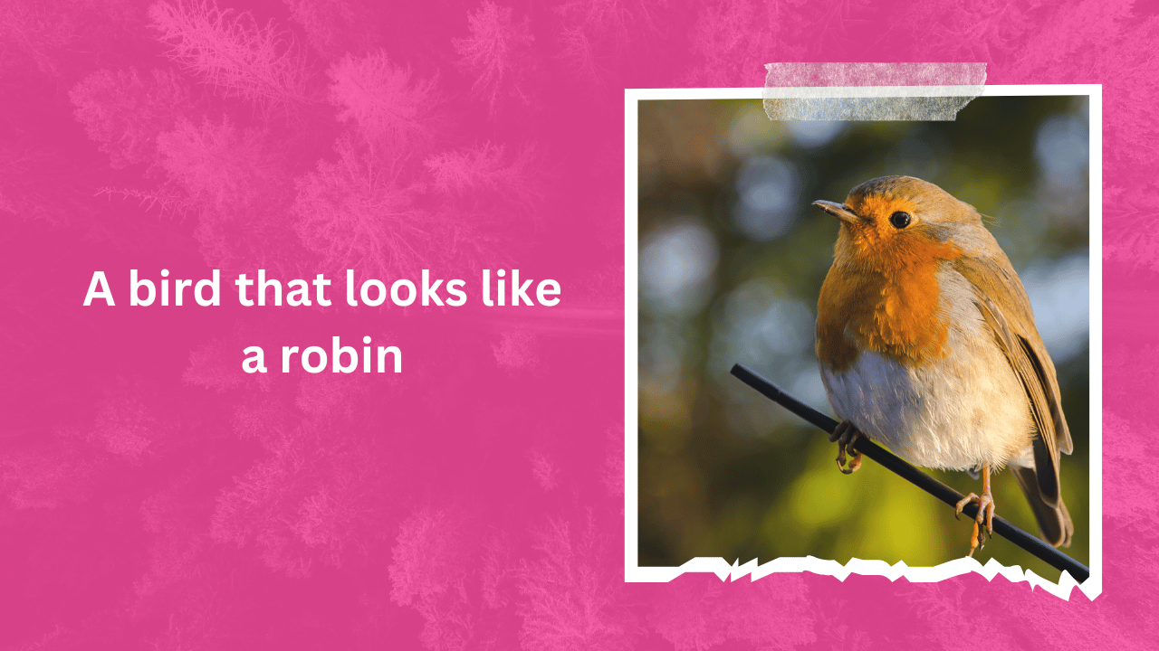 A bird that looks like a robin