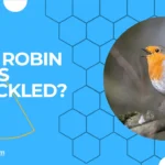 Are robin eggs speckled