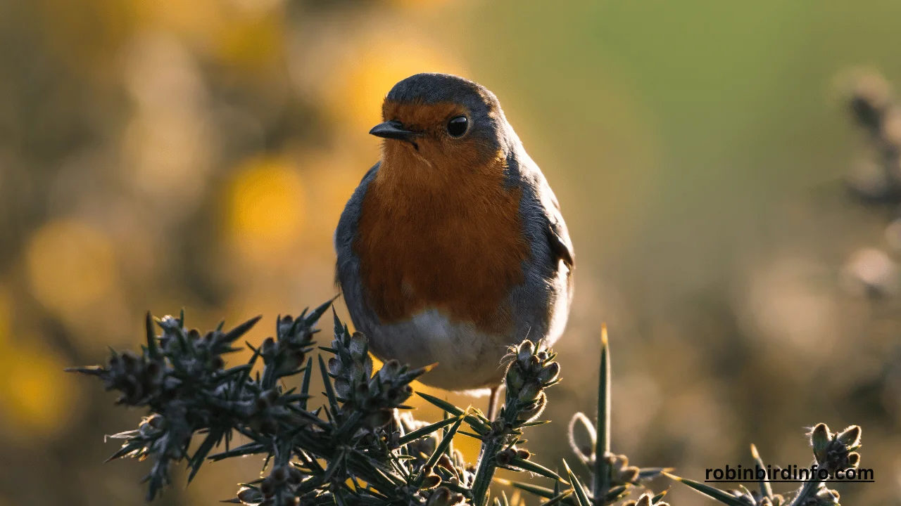 Robin Bird Info!