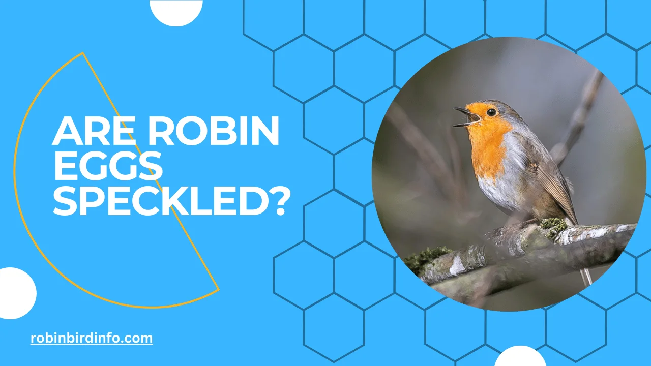 Are robin eggs speckled