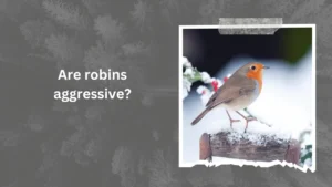 Are robins aggressive