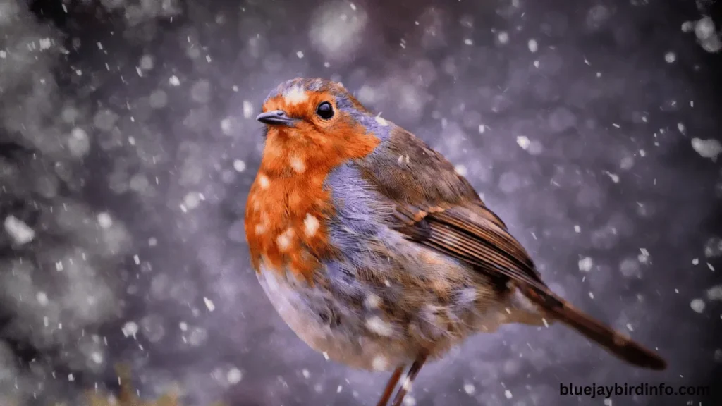 Are robins aggressive to humans