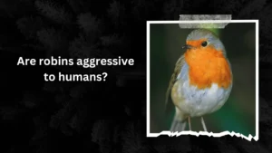 Are robins aggressive to humans