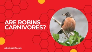 Are robins carnivores