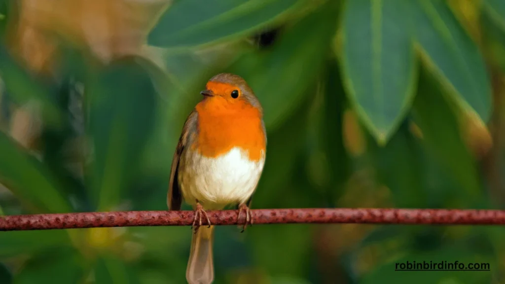 Are robins endangered