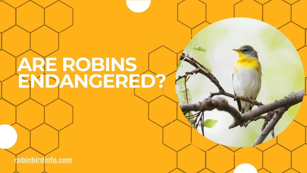 Are robins endangered