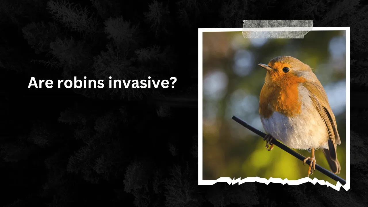 Are robins invasive