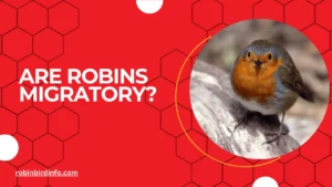 Are robins migratory