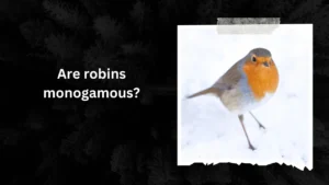 Are robins monogamous