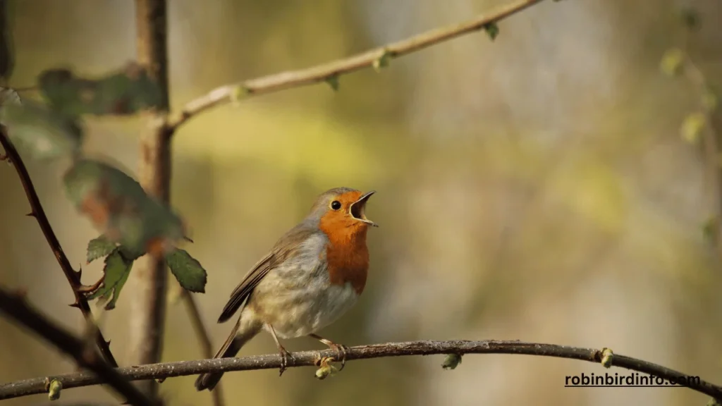 Are robins native to north america