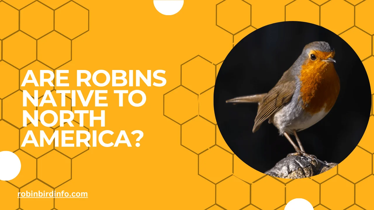 Are robins native to north america