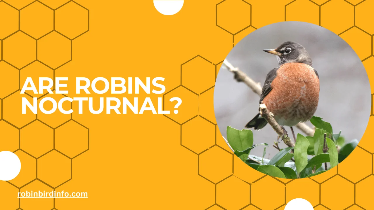 Are robins nocturnal