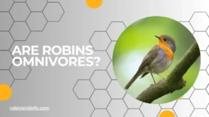 Are robins omnivores