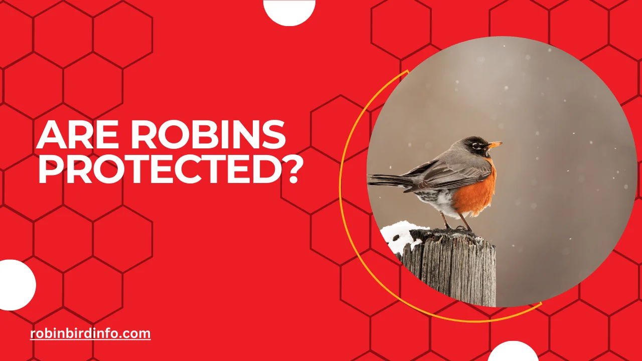 Are robins protected