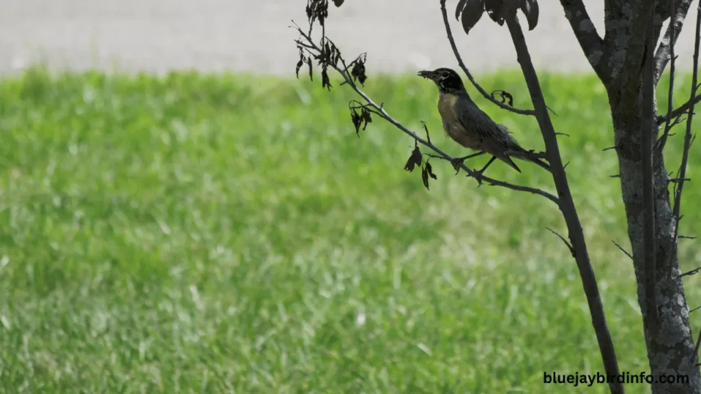 Are robins territorial