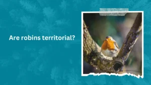 Are robins territorial