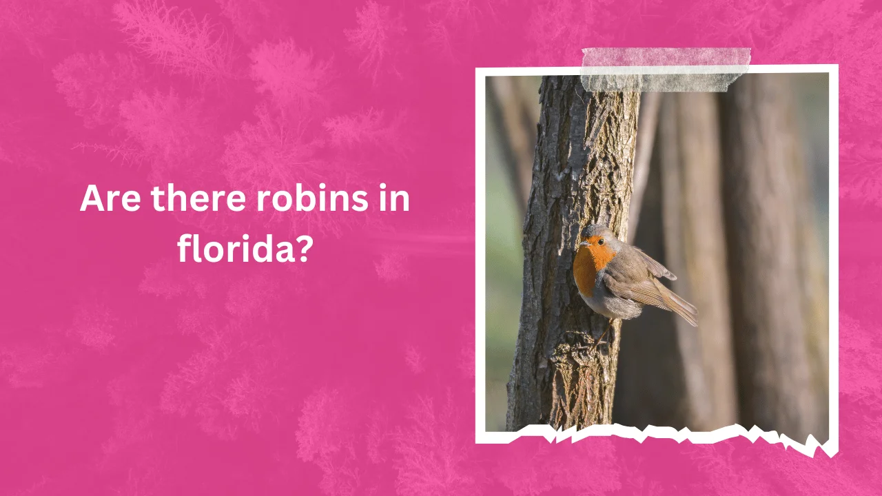 Are there robins in florida