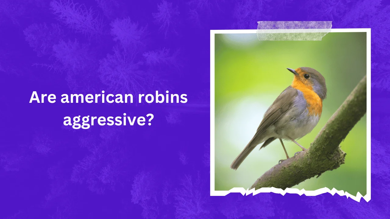 Can robins be aggressive   