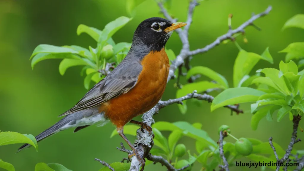 Can robins be aggressive   