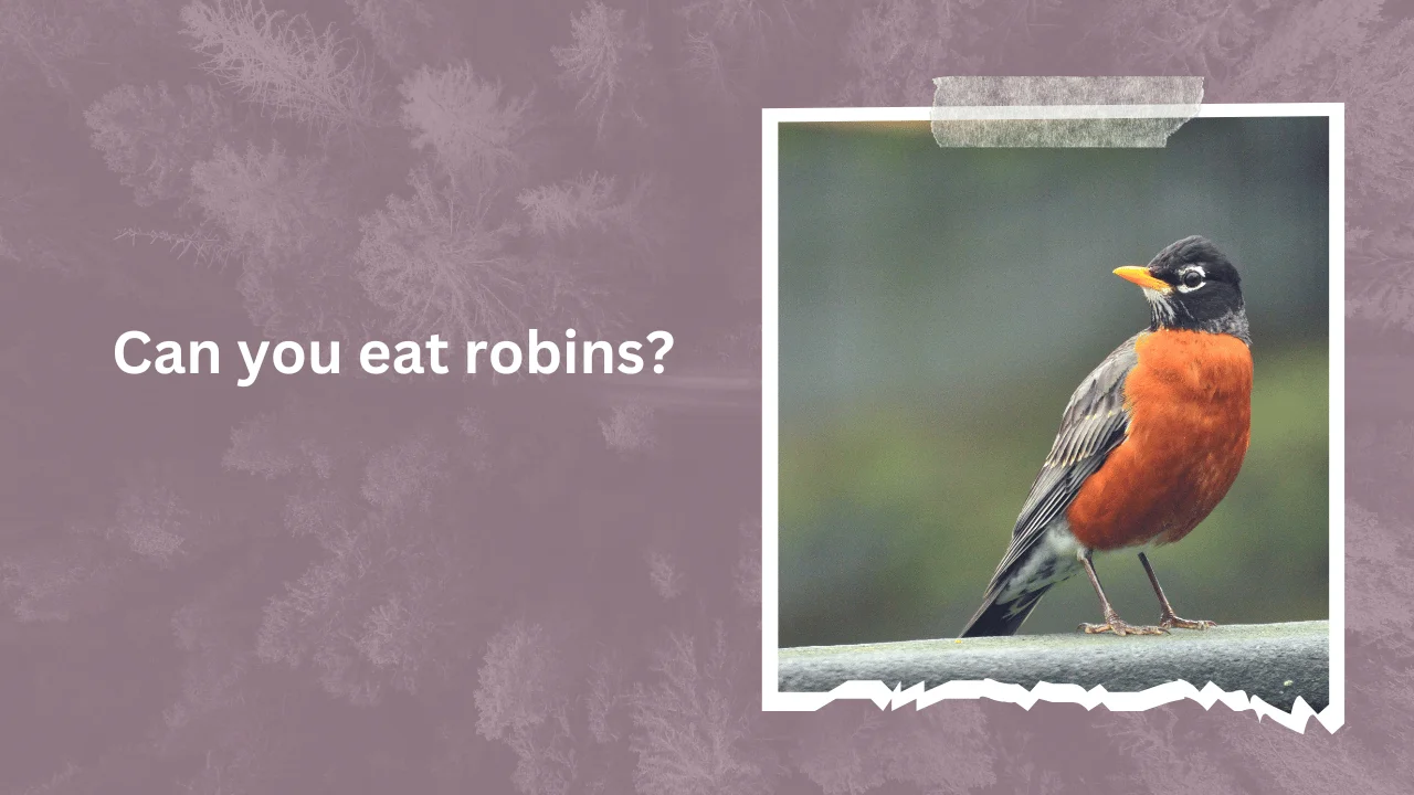 Can you eat robins