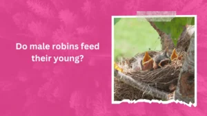 Do male robins feed their young