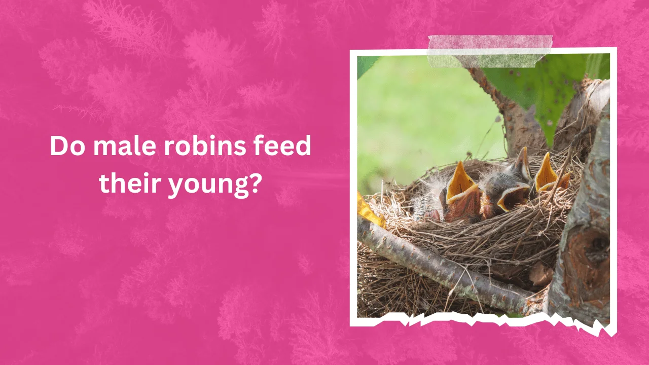 Do Male Robins Feed Their Young? (Explained)