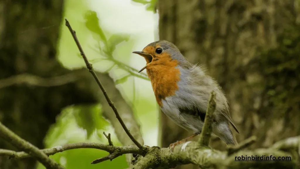 Do male robins sit on eggs