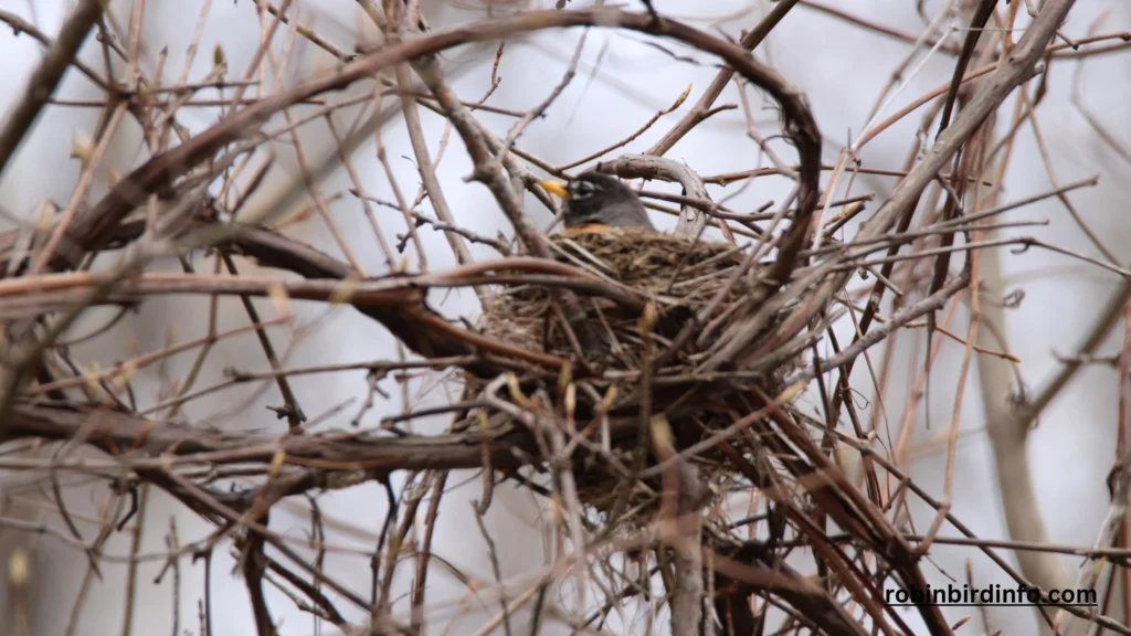 Do robins always build a new nest