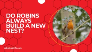 Do robins always build a new nest