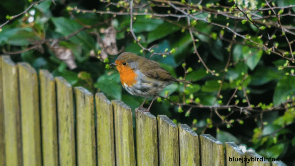 Do robins attack humans