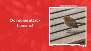 Do robins attack humans