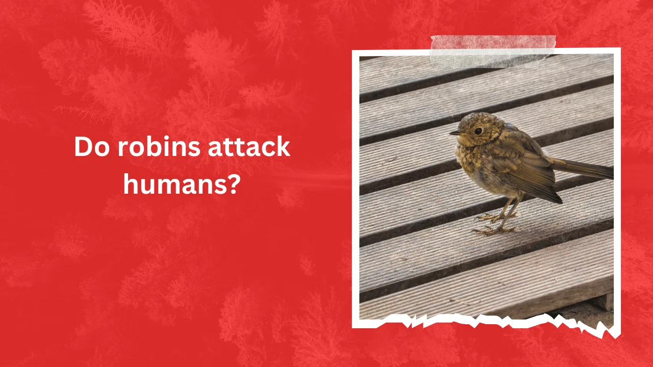 Do robins attack humans