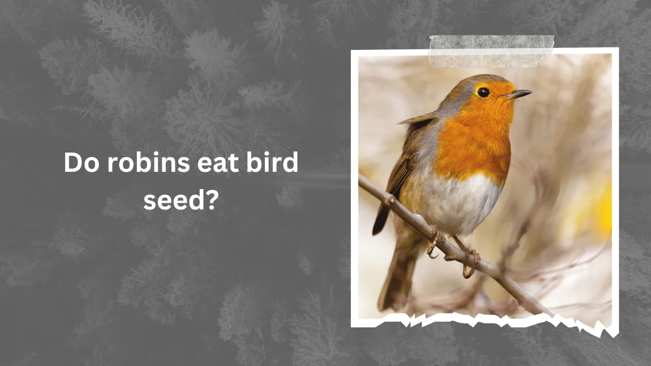 Do robins eat bird seed