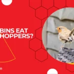 Do robins eat grasshoppers