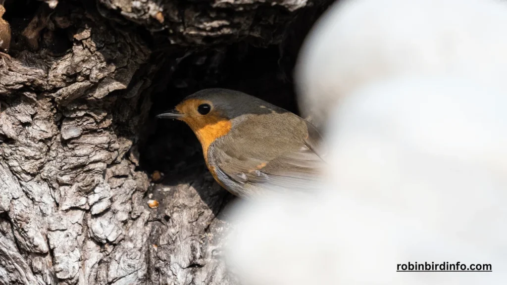 Do Robins Eat Grasshoppers? (Know In Detail)