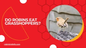 Do robins eat grasshoppers