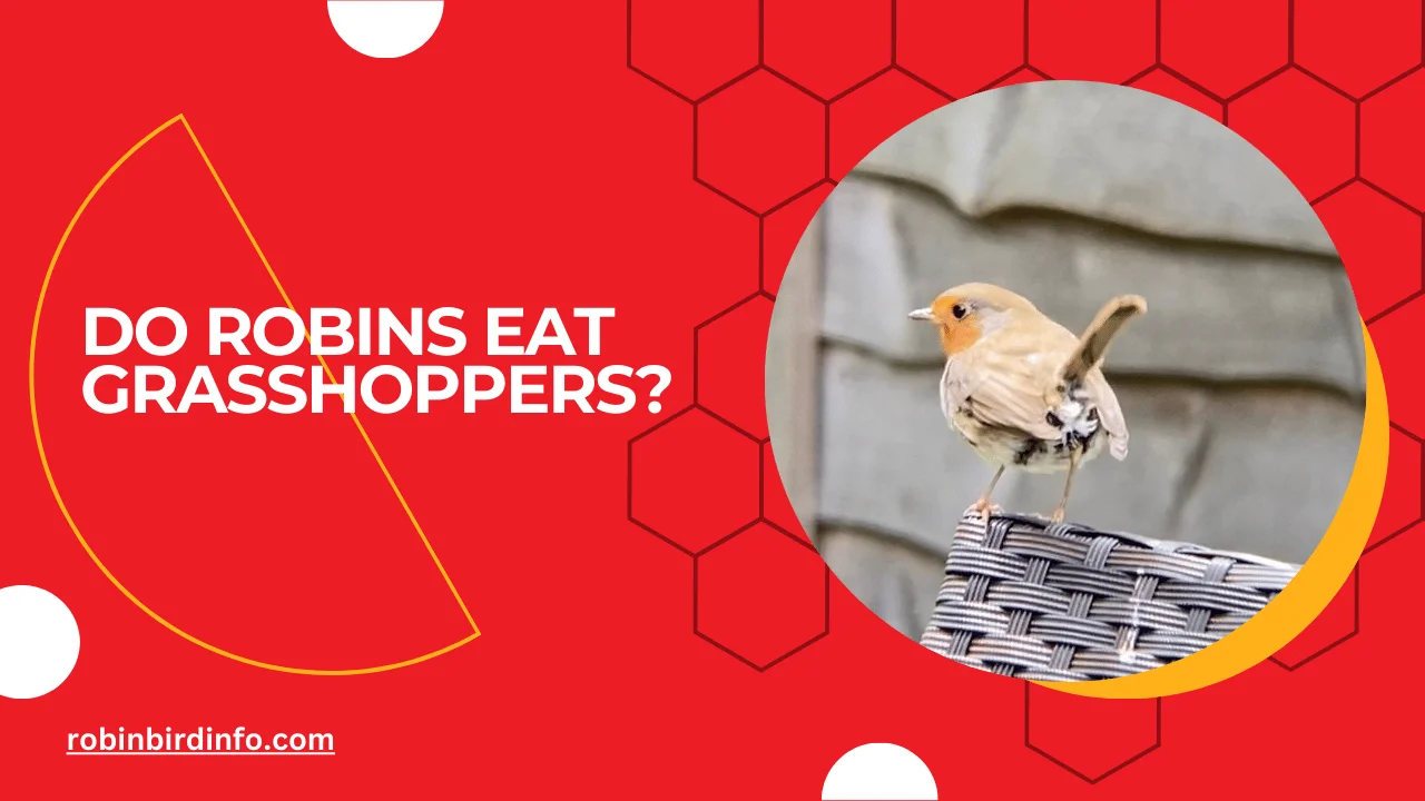 Do robins eat grasshoppers