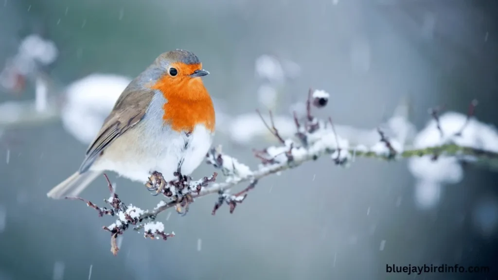 Do robins flock