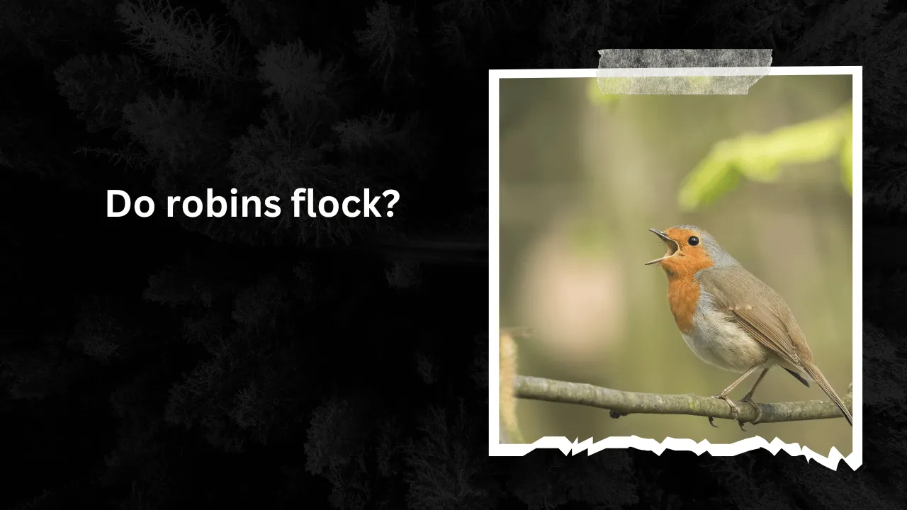 Do robins flock