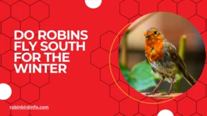 Do robins fly south for the winter