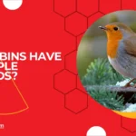 Do robins have multiple broods