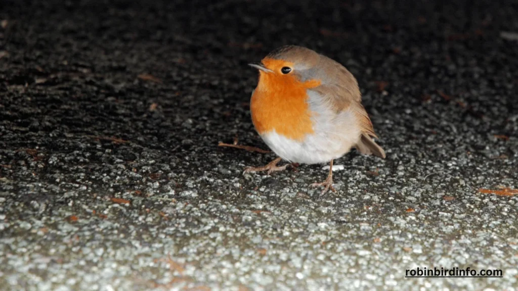 Do robins have multiple broods