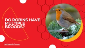 Do robins have multiple broods