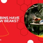 Do robins have yellow beaks