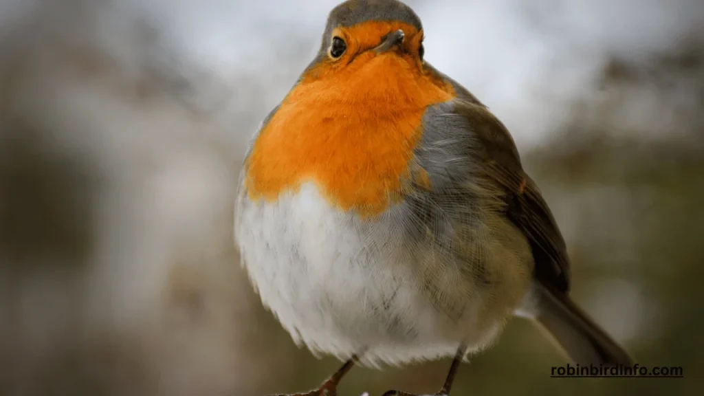 Do Robins Have Yellow Beaks? (Answered)