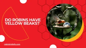 Do robins have yellow beaks