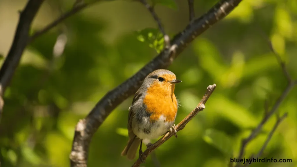 Do robins hibernate