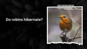 Do robins hibernate