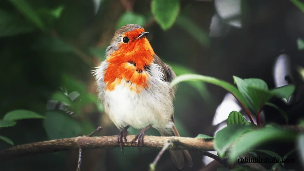 Do robins lay eggs on the ground